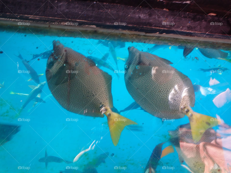 Cabo glass bottom boat cruise