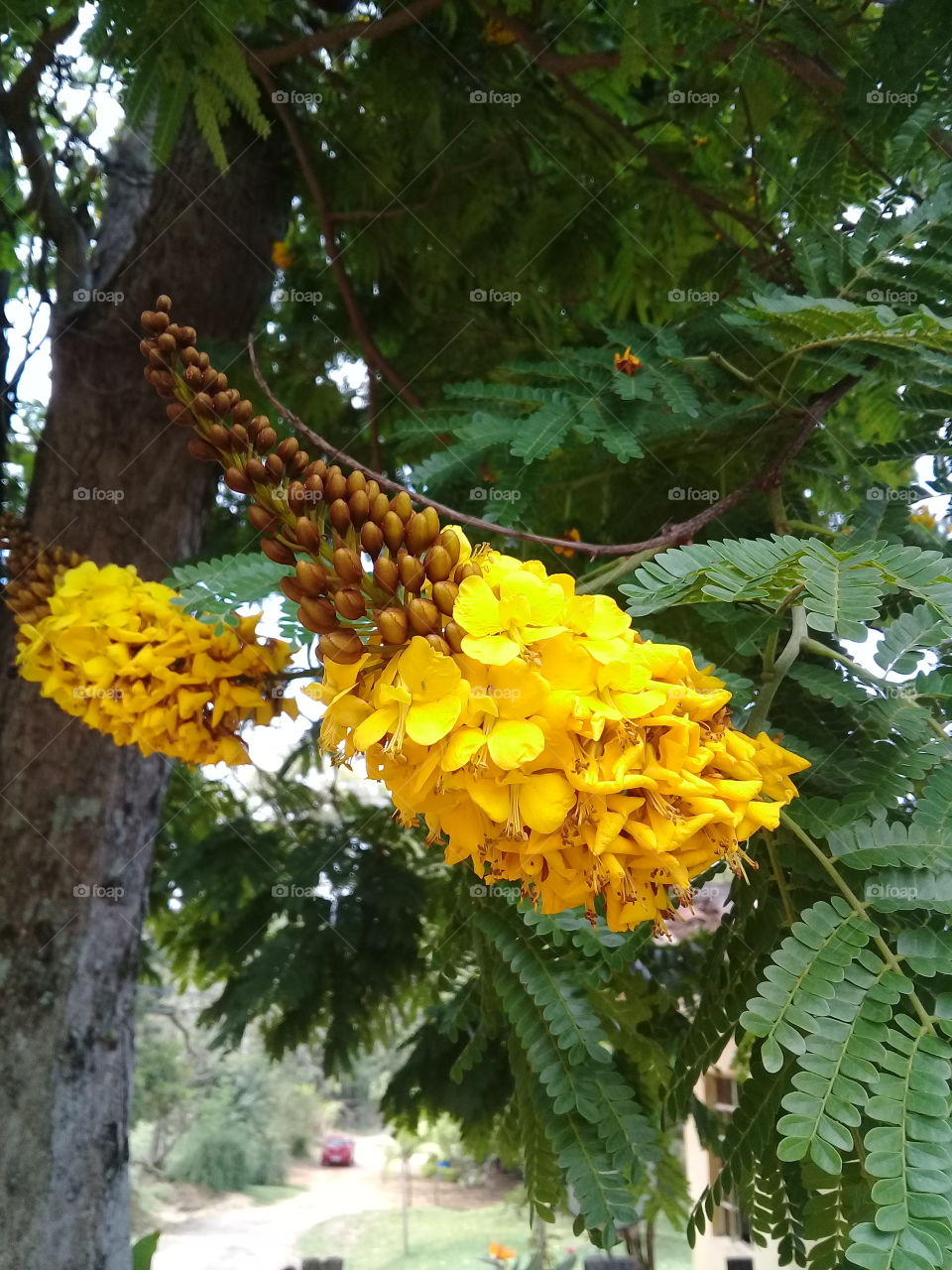 Eis a flor amarela de uma sibipiruna, uma típica árvore da flora brasileira. Muito bonita, não?