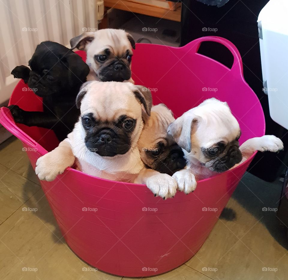 Pugs in a tub