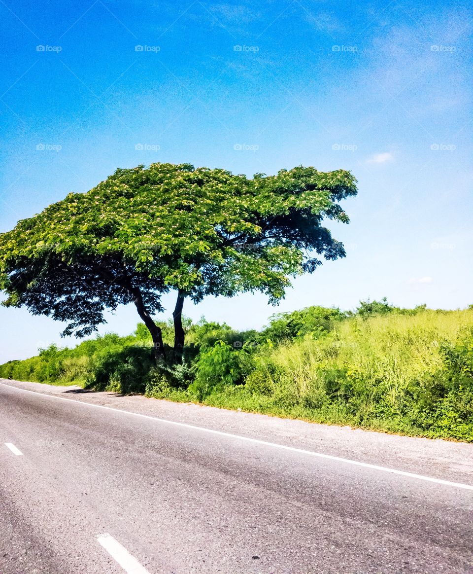 A tree by the road side