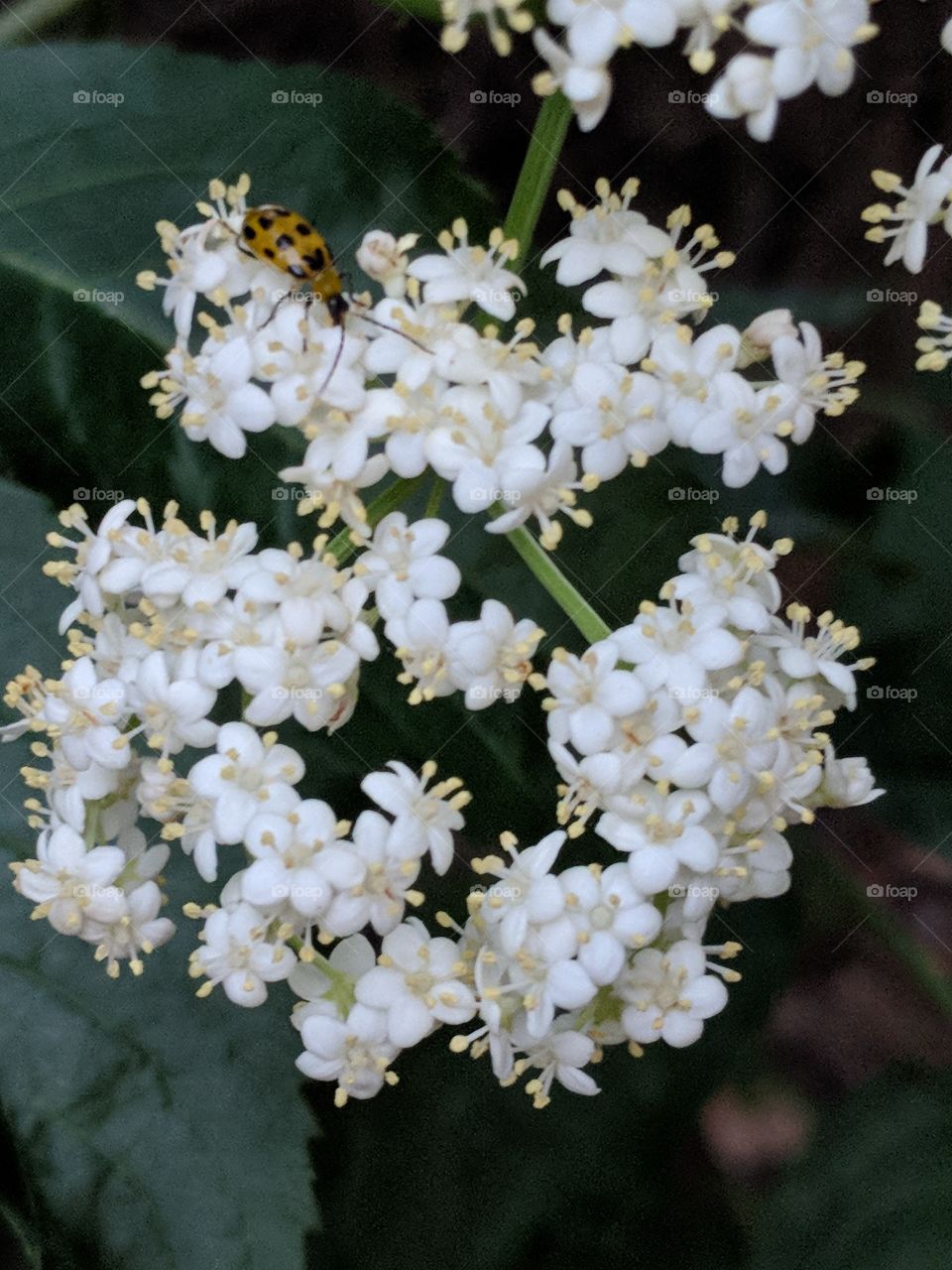 pretty flowers being looked at by a ladybug