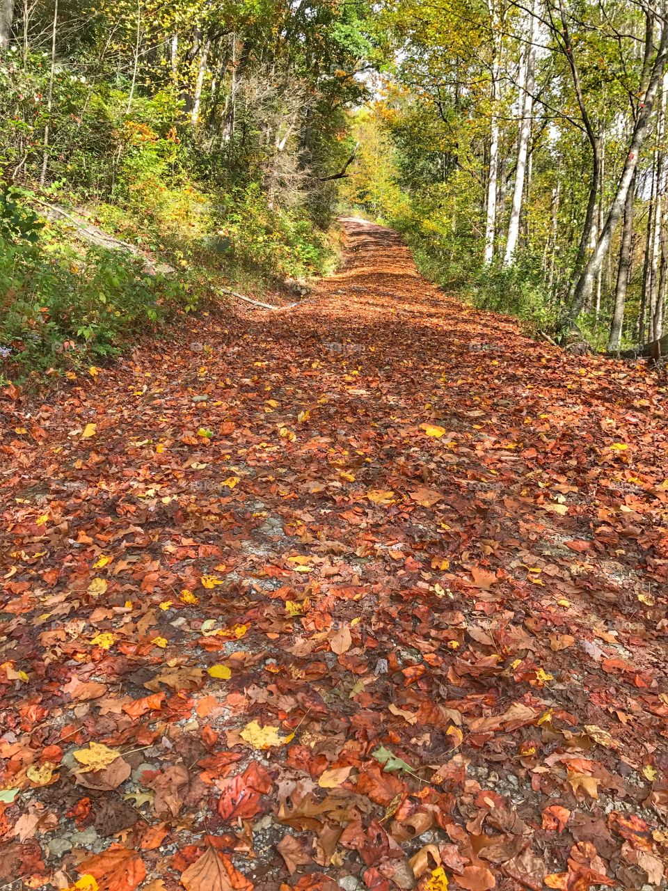 On a walk in the woods 