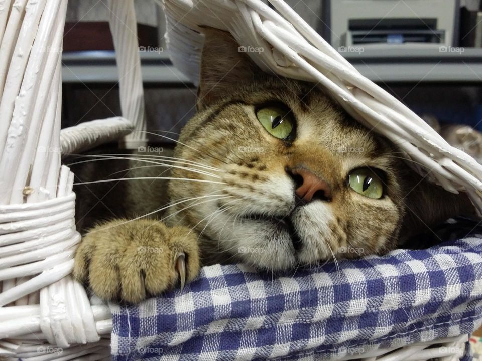 Brown Tabby with Green eyes in a picnic basket