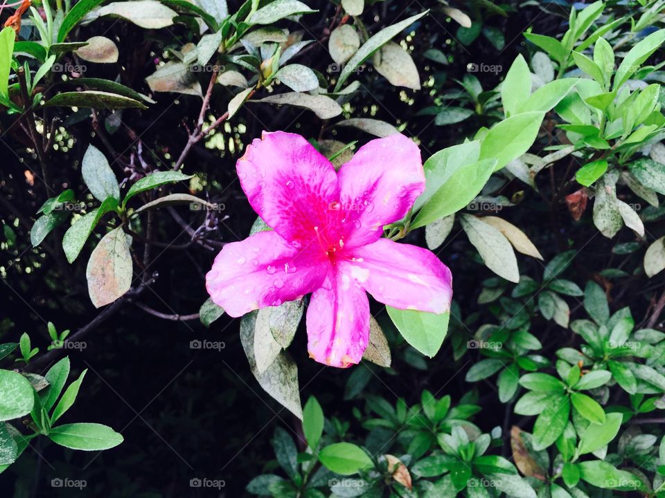 Pink Hibiscus