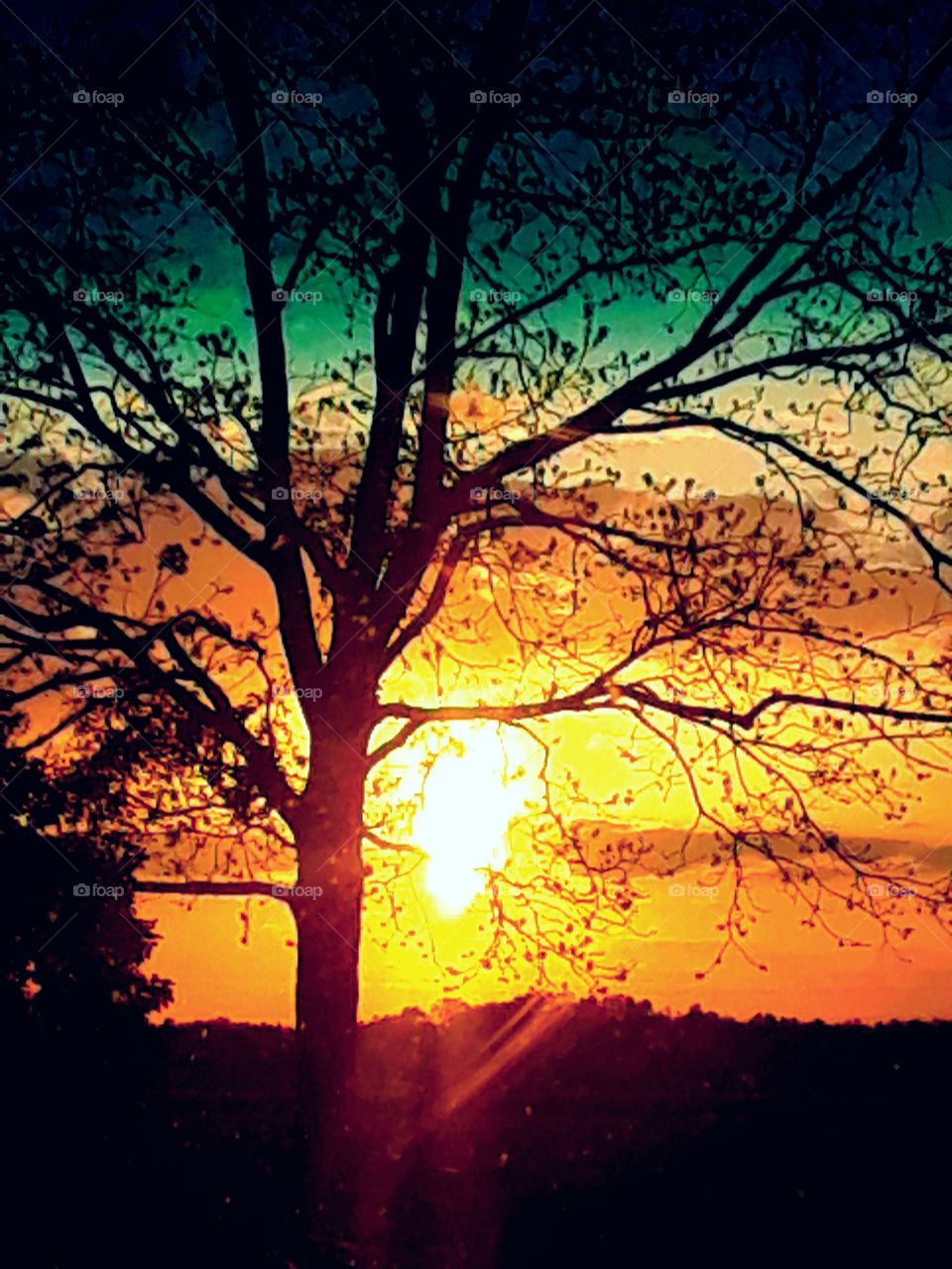 Sun setting behind tree