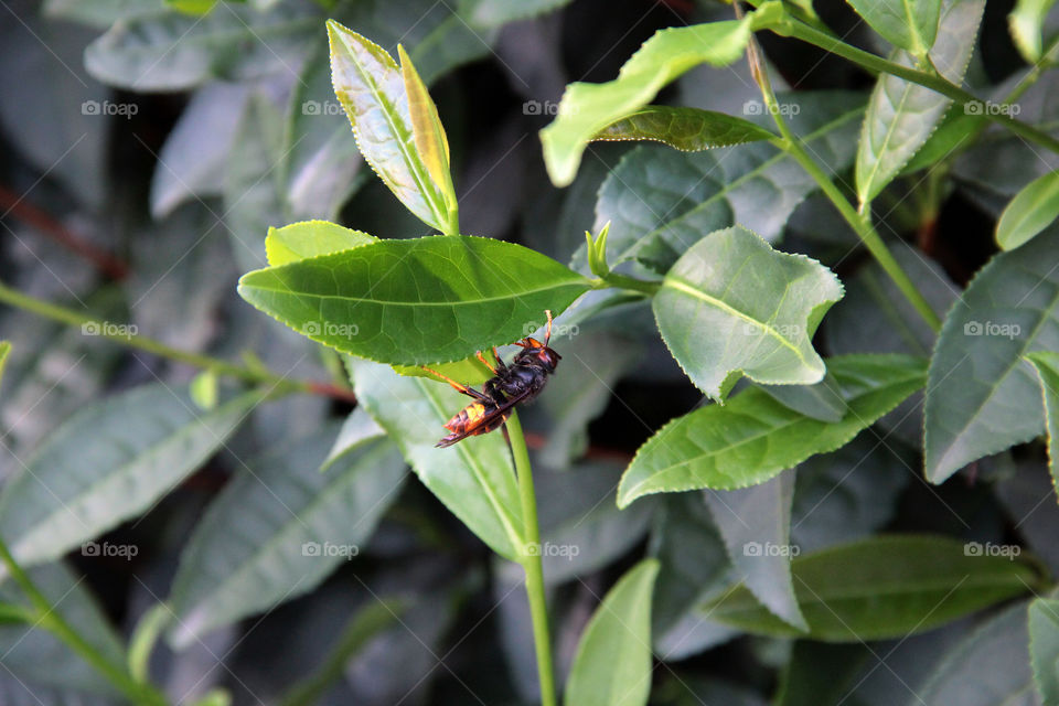 a wasp hanging on a tea plant. a big wasp was hanging from a leaf