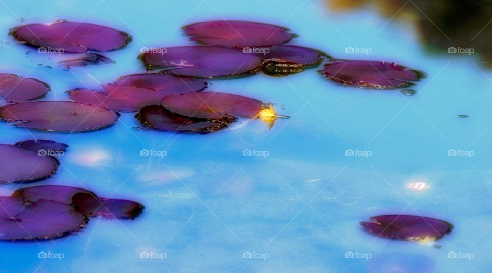 Lily Pond 