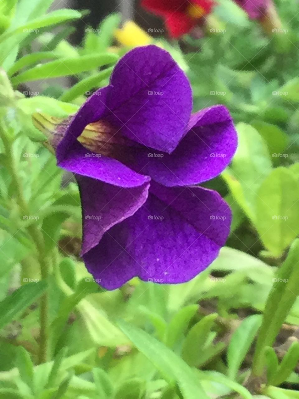 Vibrant purple flower