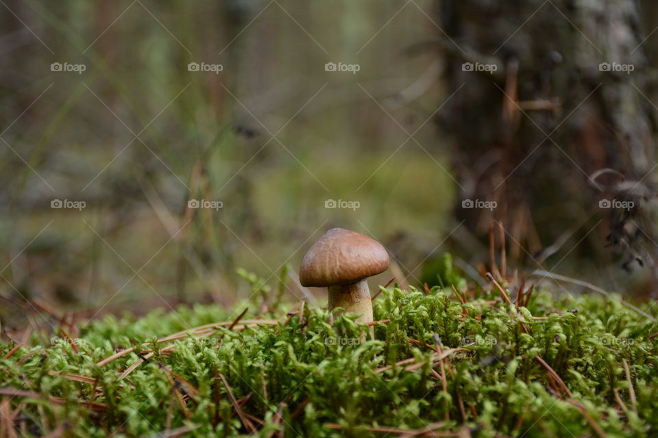Mushroom on a grass