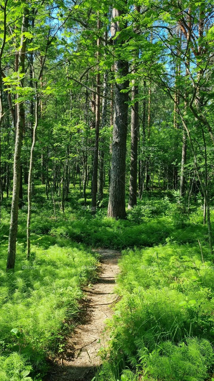A quiet path in a beautiful Finnish forest