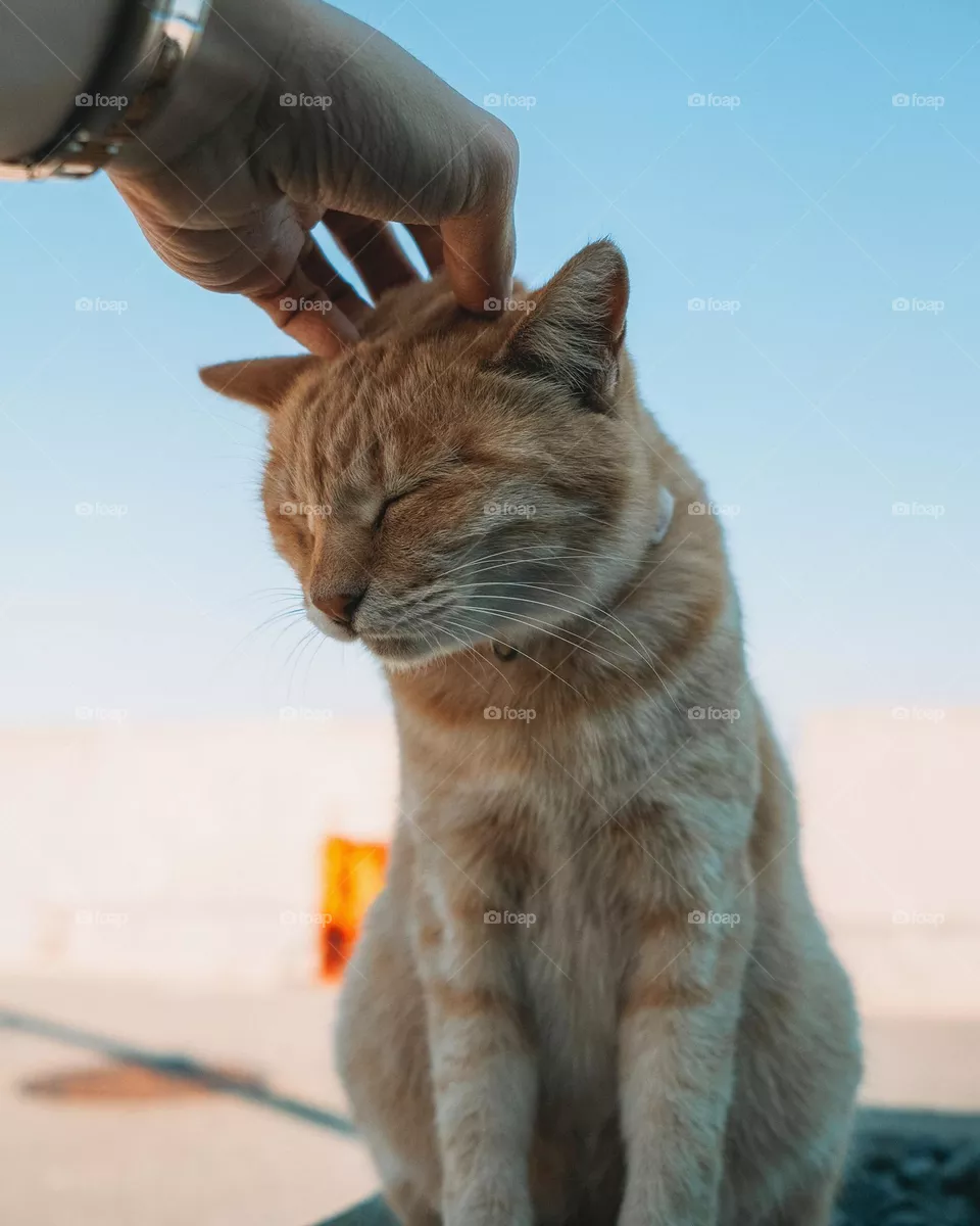 Cat cute 