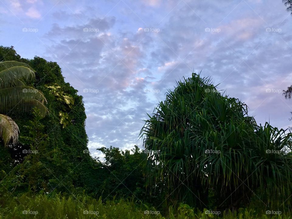 Dusk in the jungle