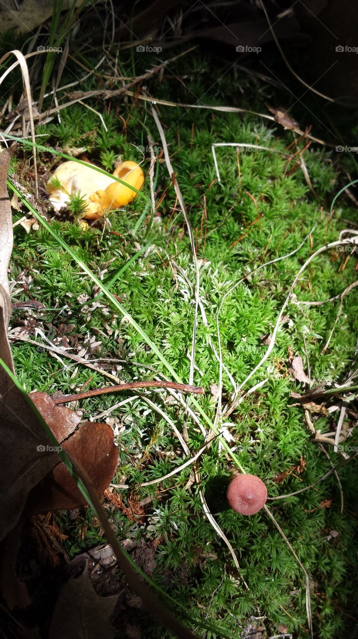 Moss And Mushrooms. Forest floor