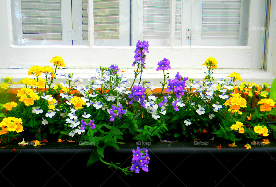 Window box and beautiful florals