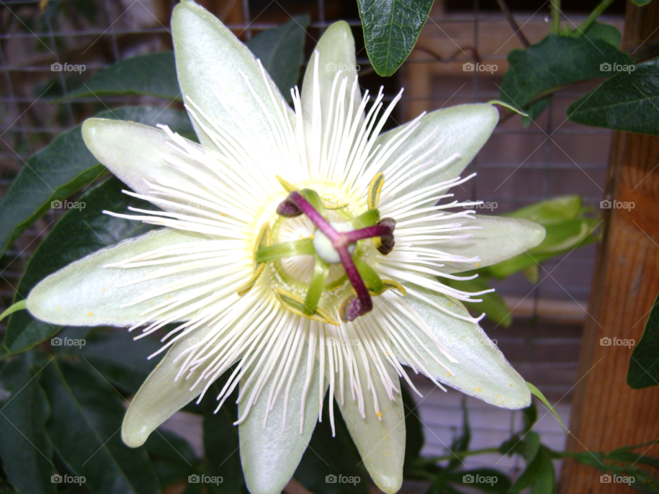 white leaf climber passion flower by Les