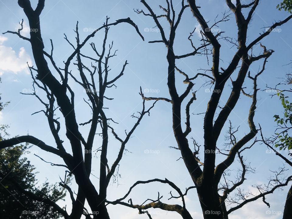 Dramatic trees