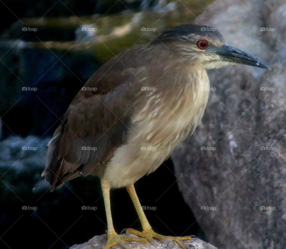 Black-crowned Night Heron at Waterfall