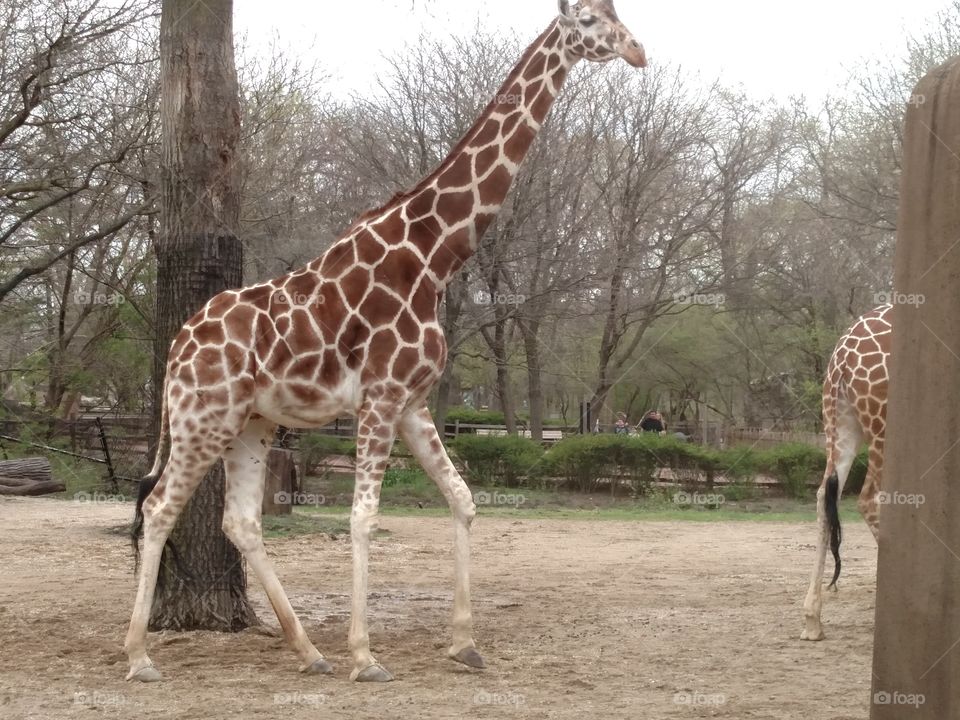 Giraffe, Neck, Wildlife, Safari, Mammal