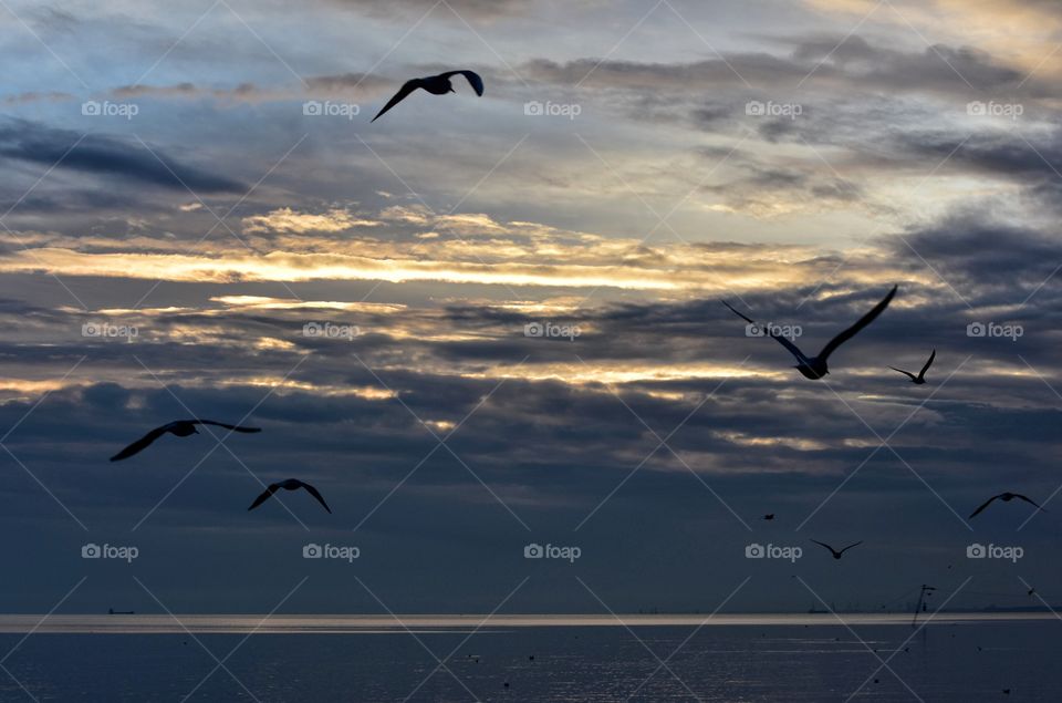 Bird, Seagulls, Flight, Water, Sunset