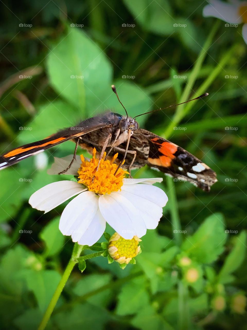 Joy Of A Butterfly Life 