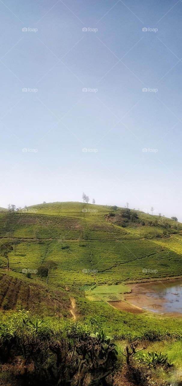 photo of a tea garden in summer