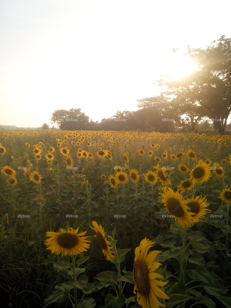 Sunflower. Sunflowers