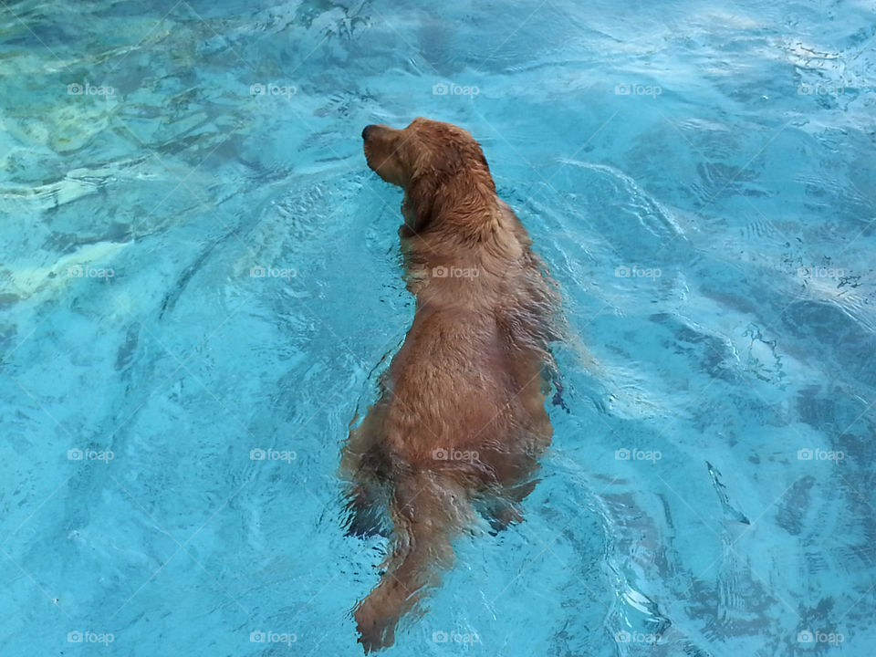 Dog swimming. Golden