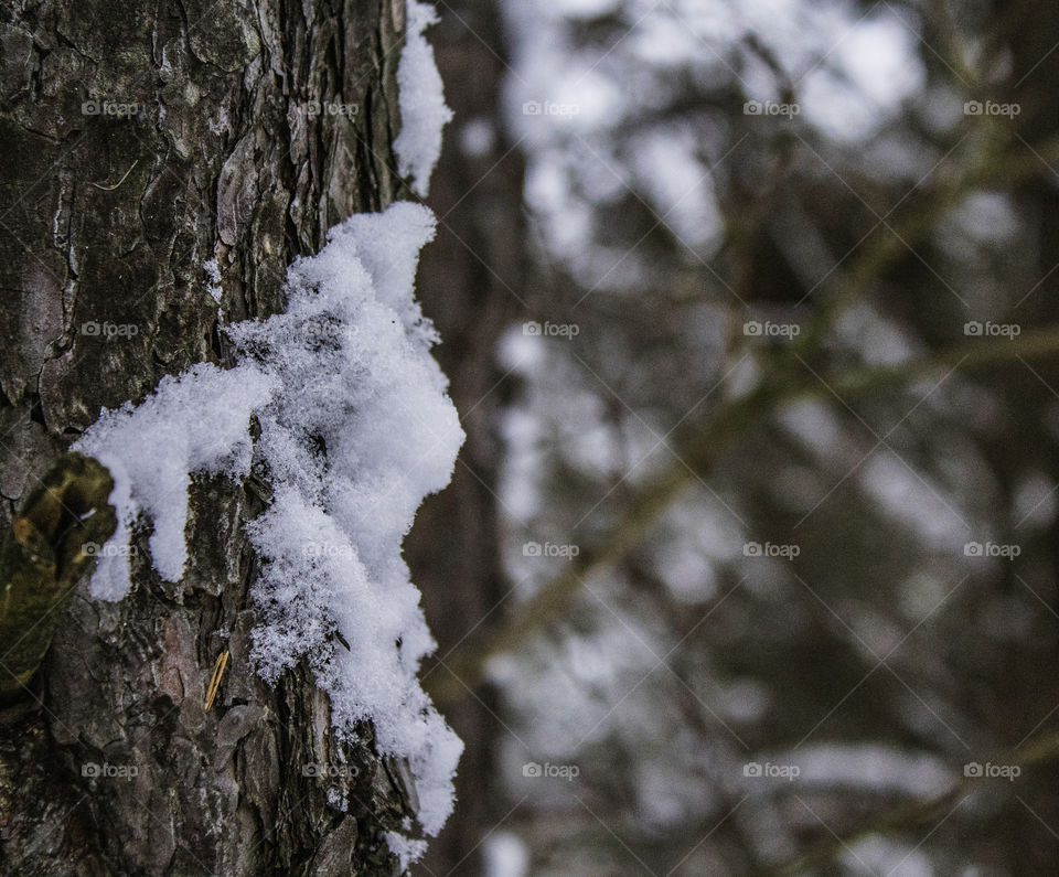 Snow on a Tree Trunk