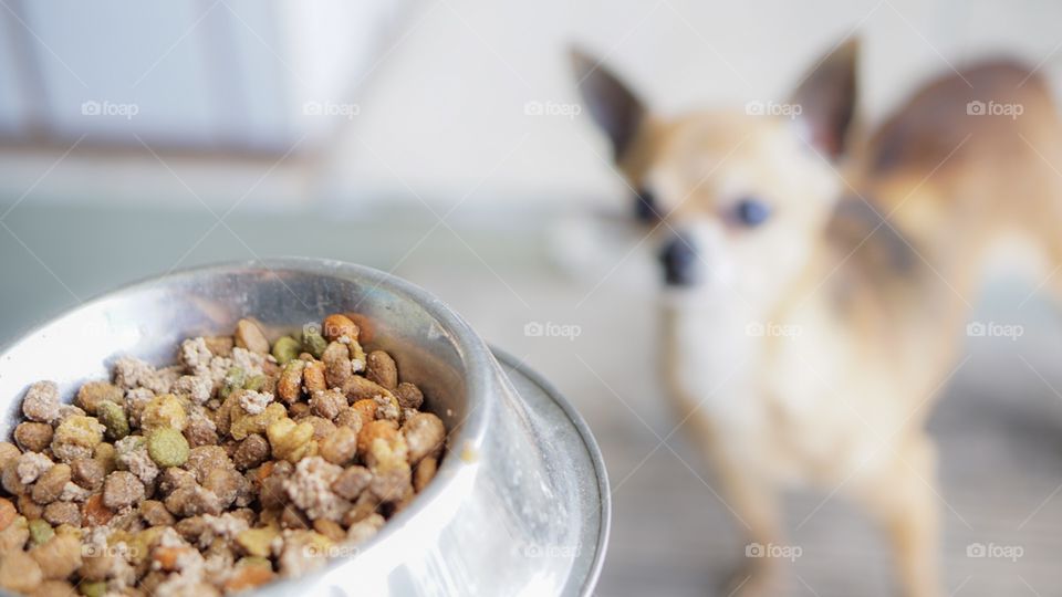 Dog food 