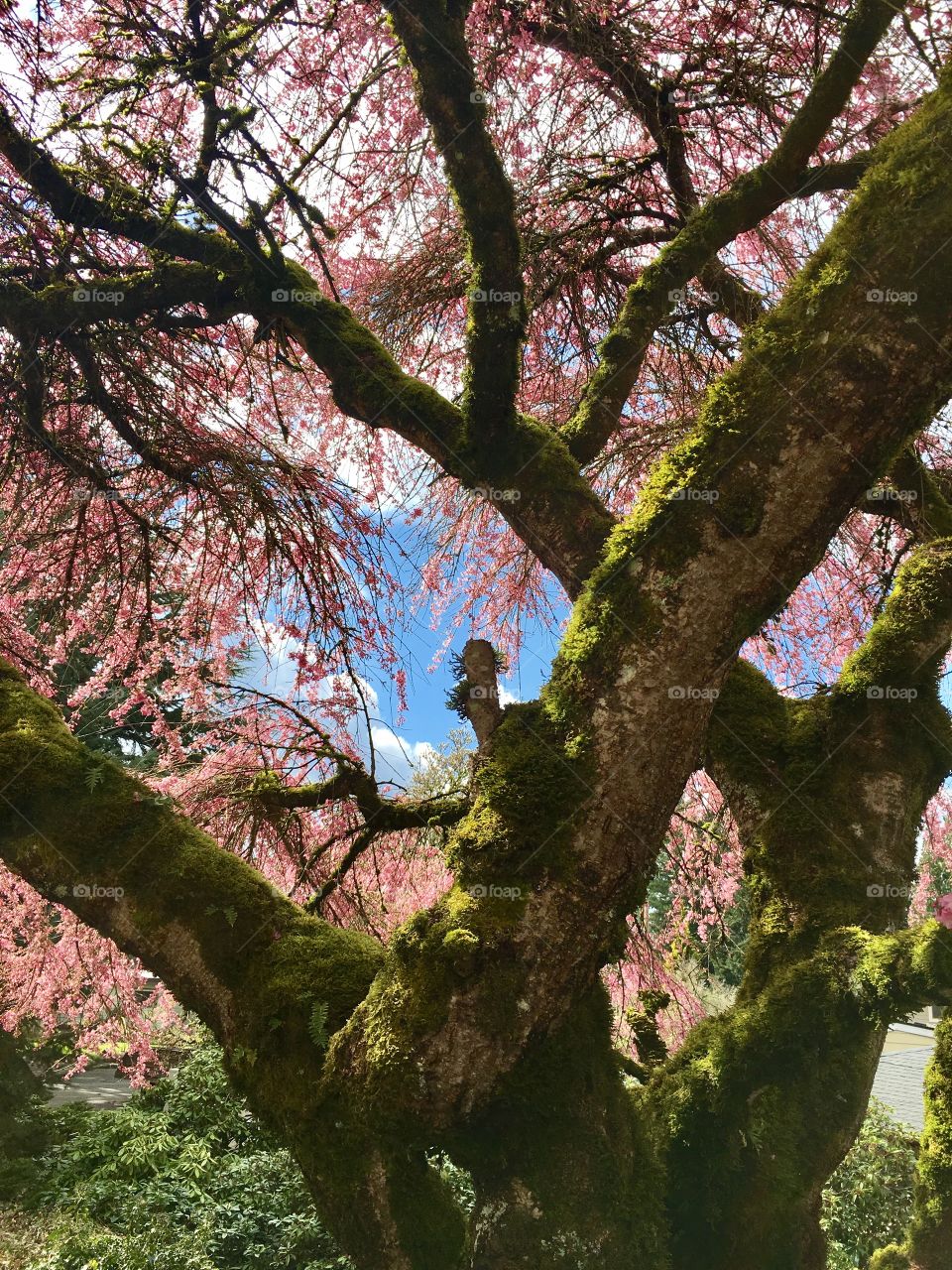 Cherry tree blossom 