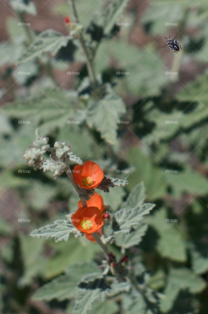 Insect flying above mallow flowers