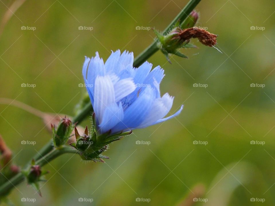 Chicory