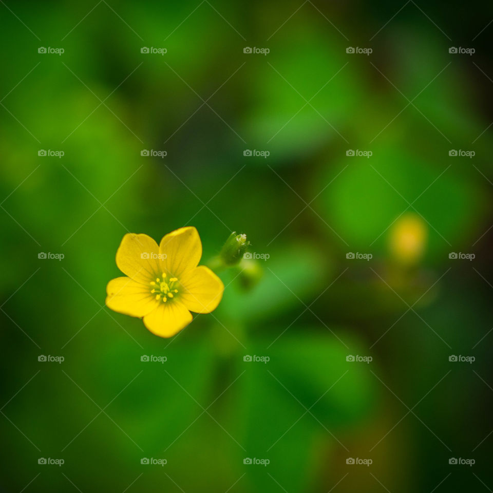 Small Yellow Flower Closeup