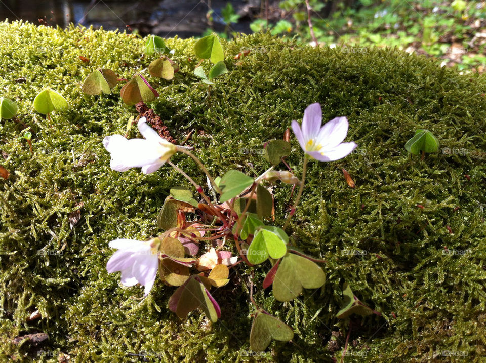 sweden spring flower moss by nellie