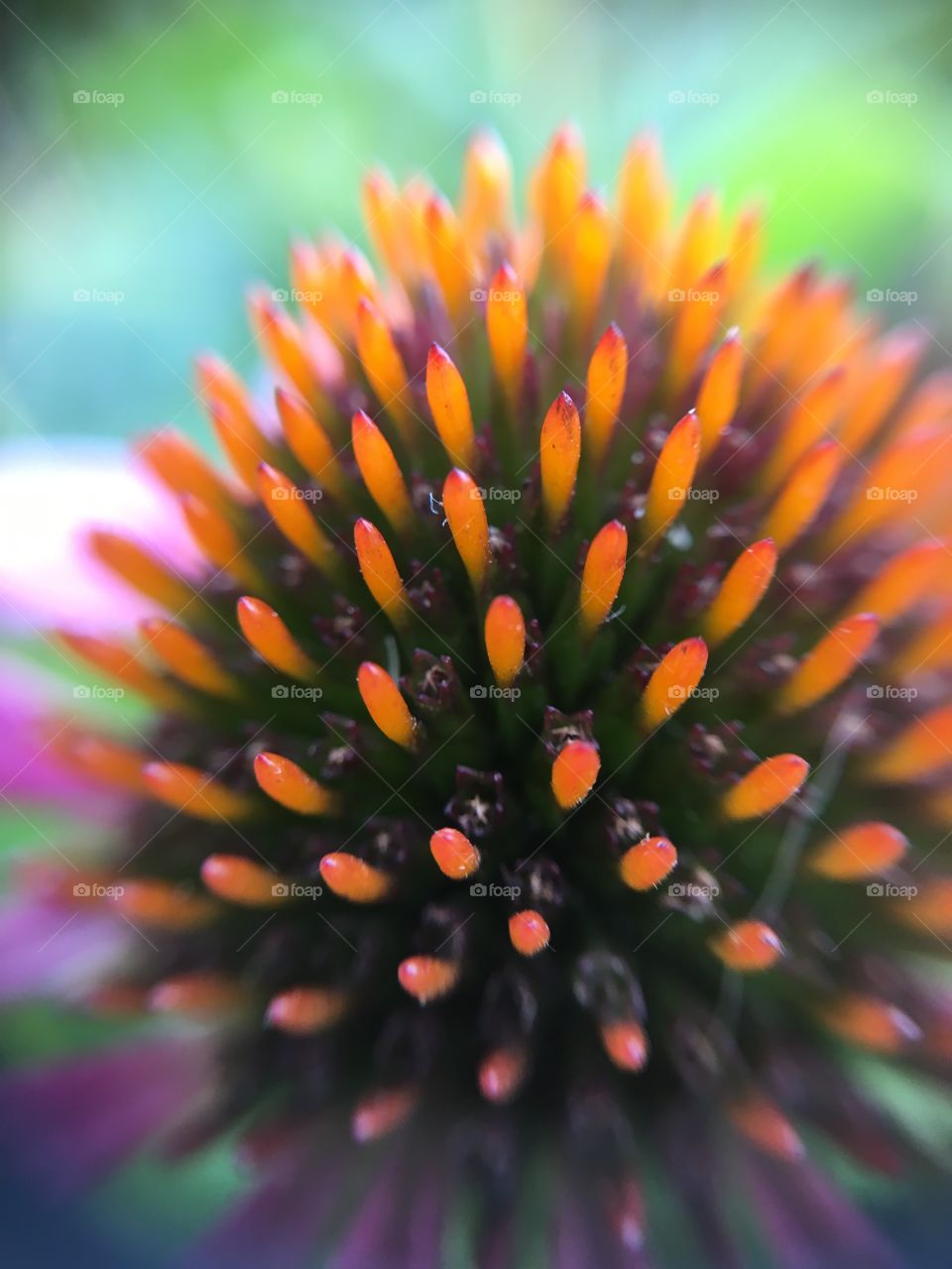 Close-up of pollen