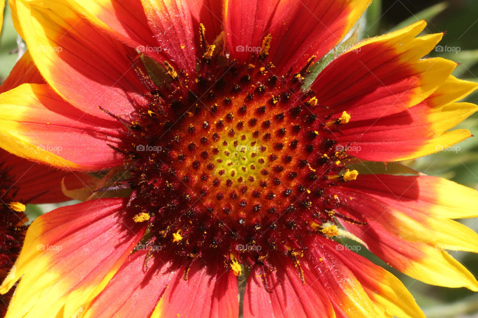 yellow pollen flower red by kshapley