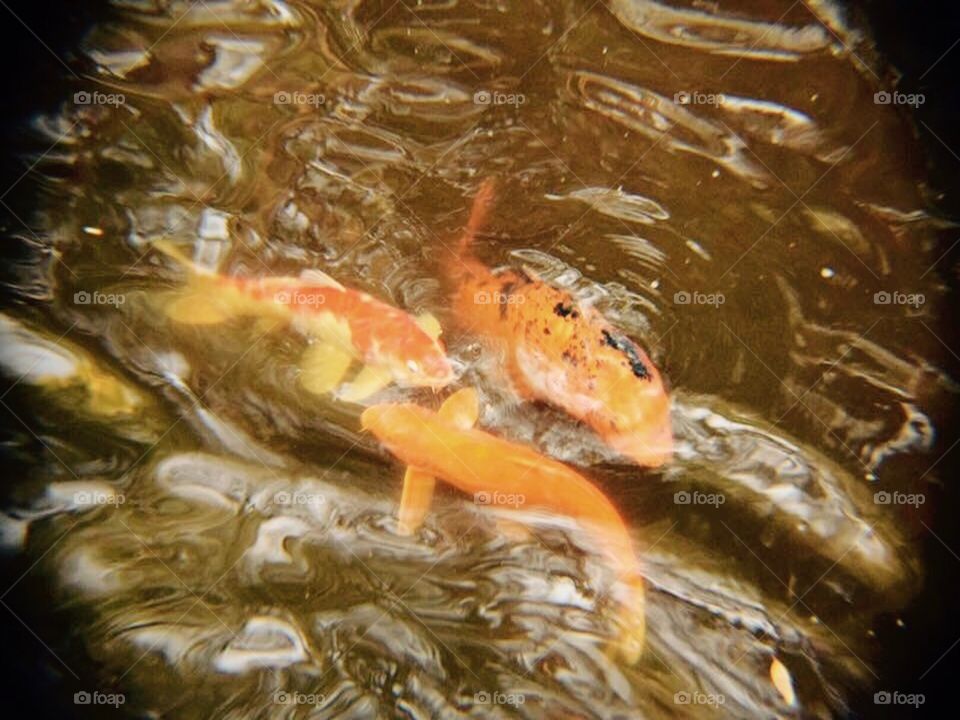 Koi fish