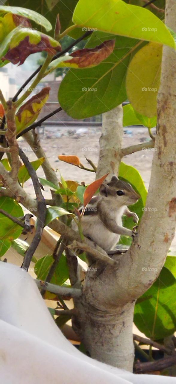 Indian three strip squirrel