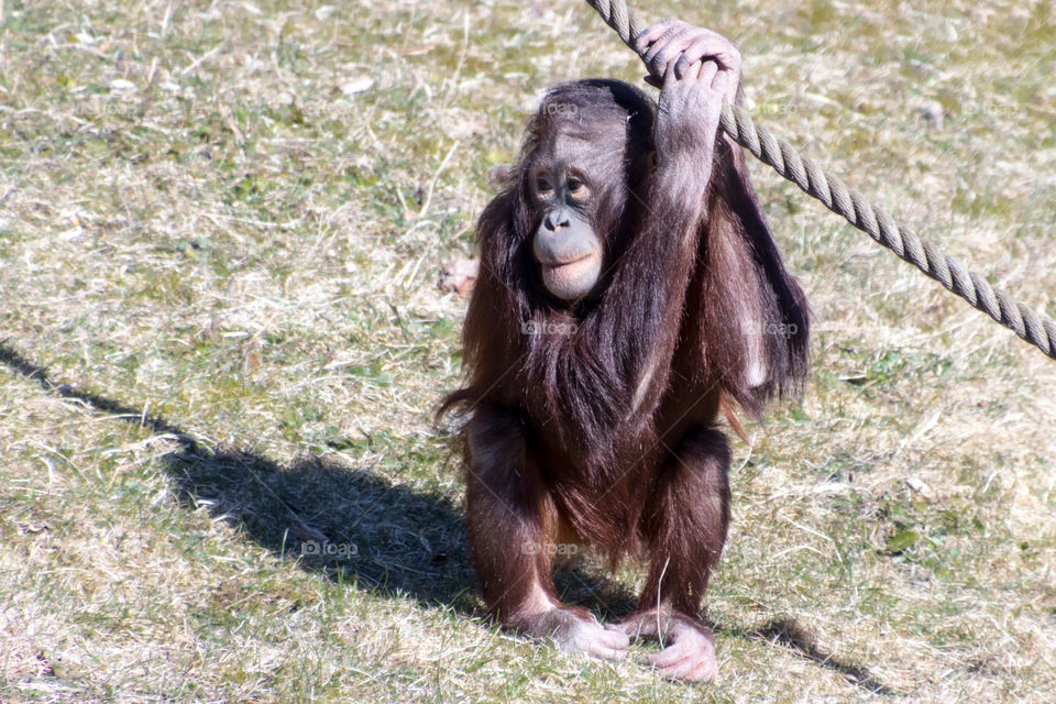 baby orangutan enjoying some time in the afternoon sunshine