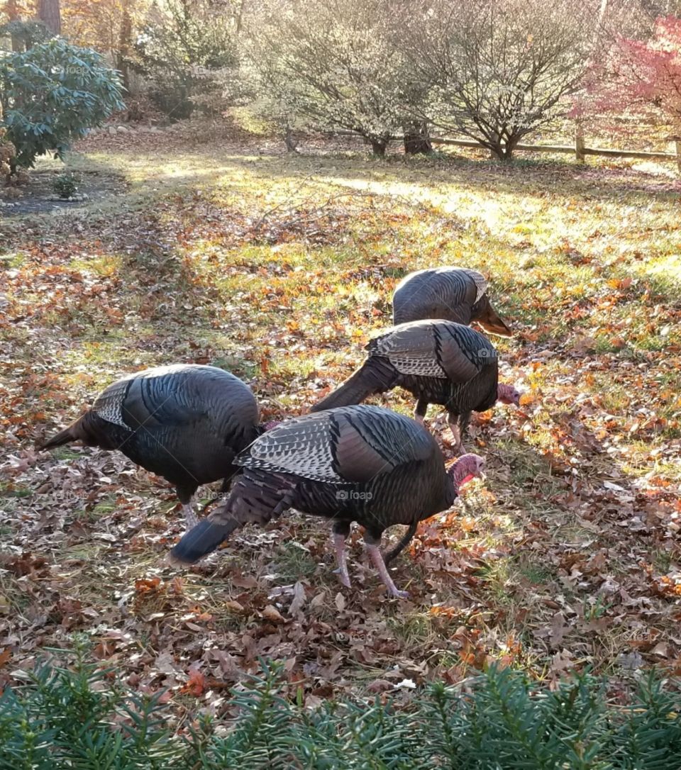 A rafter of hungry wild turkeys stopped for a snack before continuing their post-Thanksgiving celebratory constitutional. It was a crisp Autumn day on Cape Cod with soft warm sun that the birds reveled in.