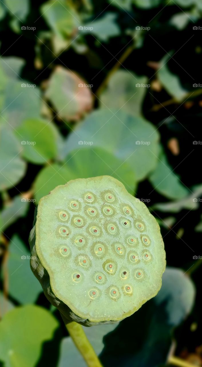 Nelumbo nucifera Gaertn.