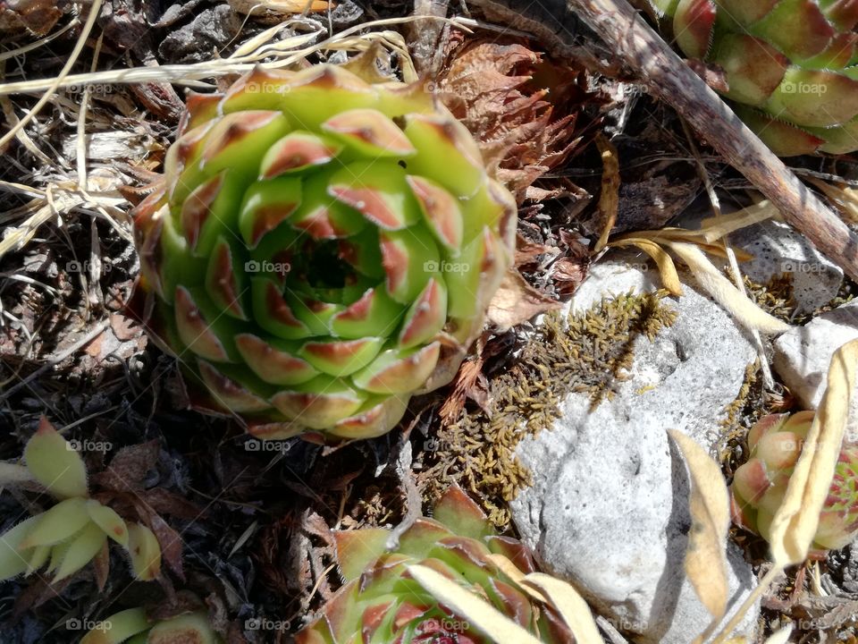 Succulent. In the mountain