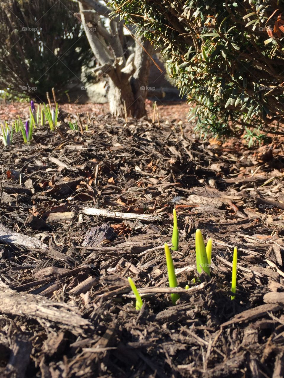 Crocus shoots! These bulbs are always the first sign of spring. 🌱