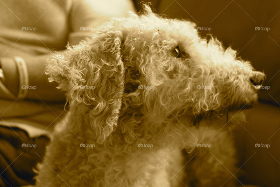 dog pose terrier sepia by sicksaint77