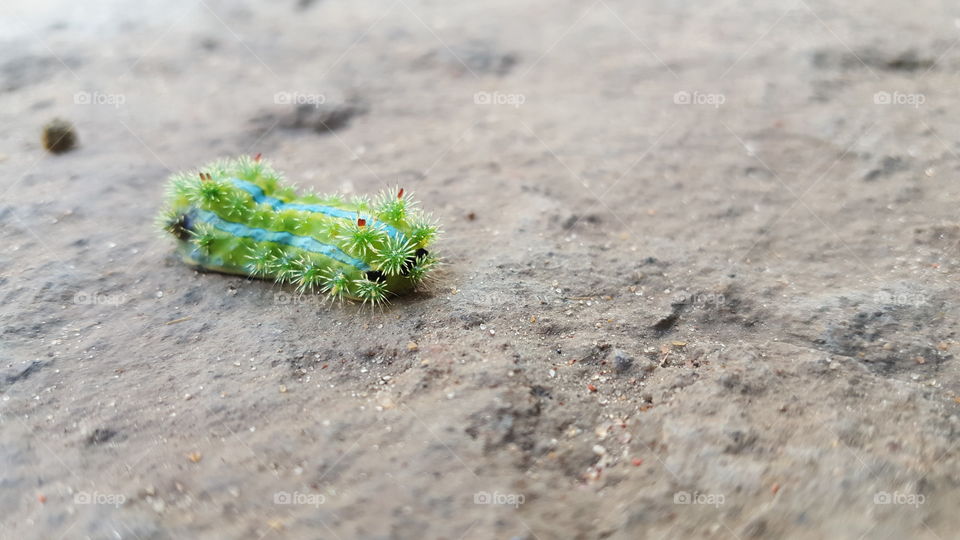 #insect #green #caterpillar #worm