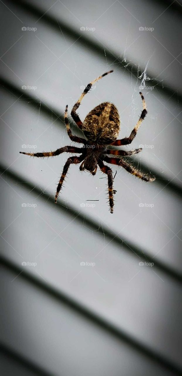 close up of a spider