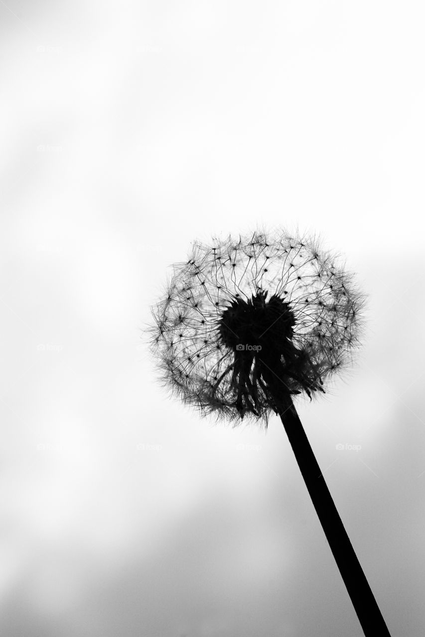 Silhouette. Dandelion 