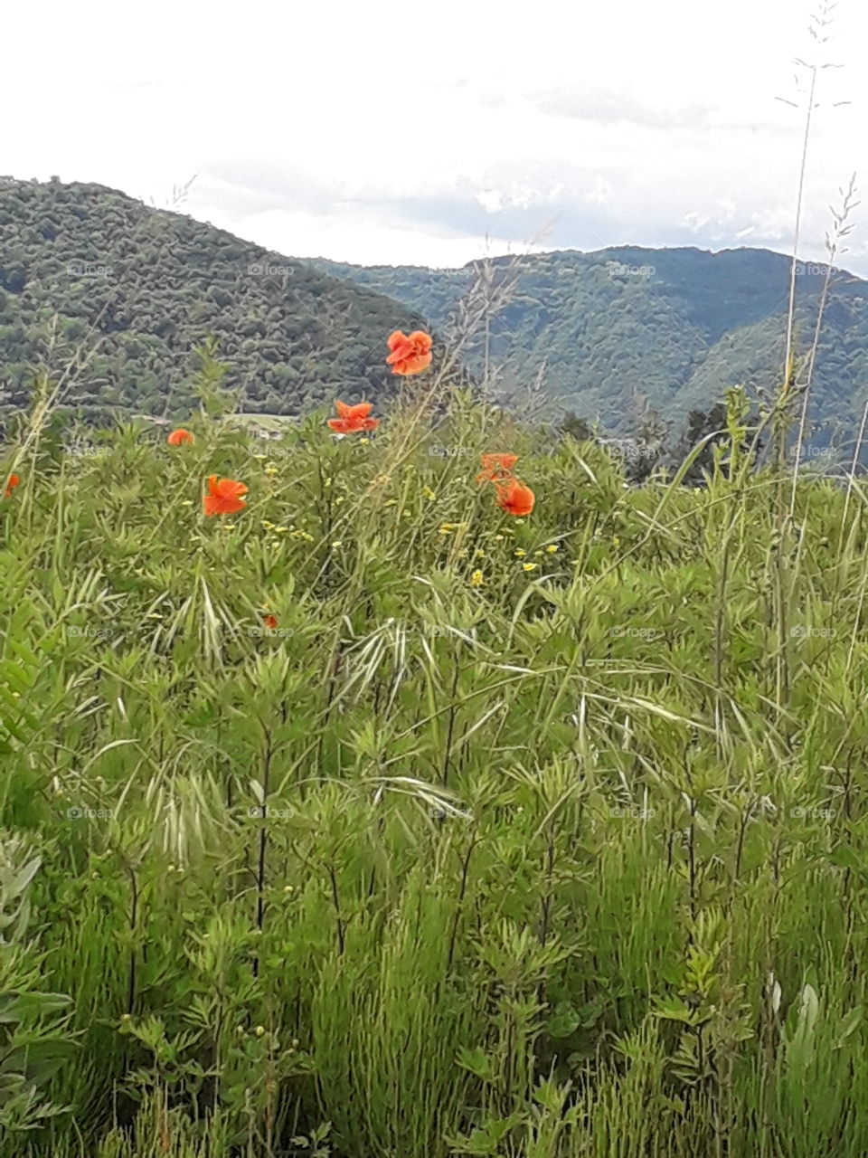 poppies