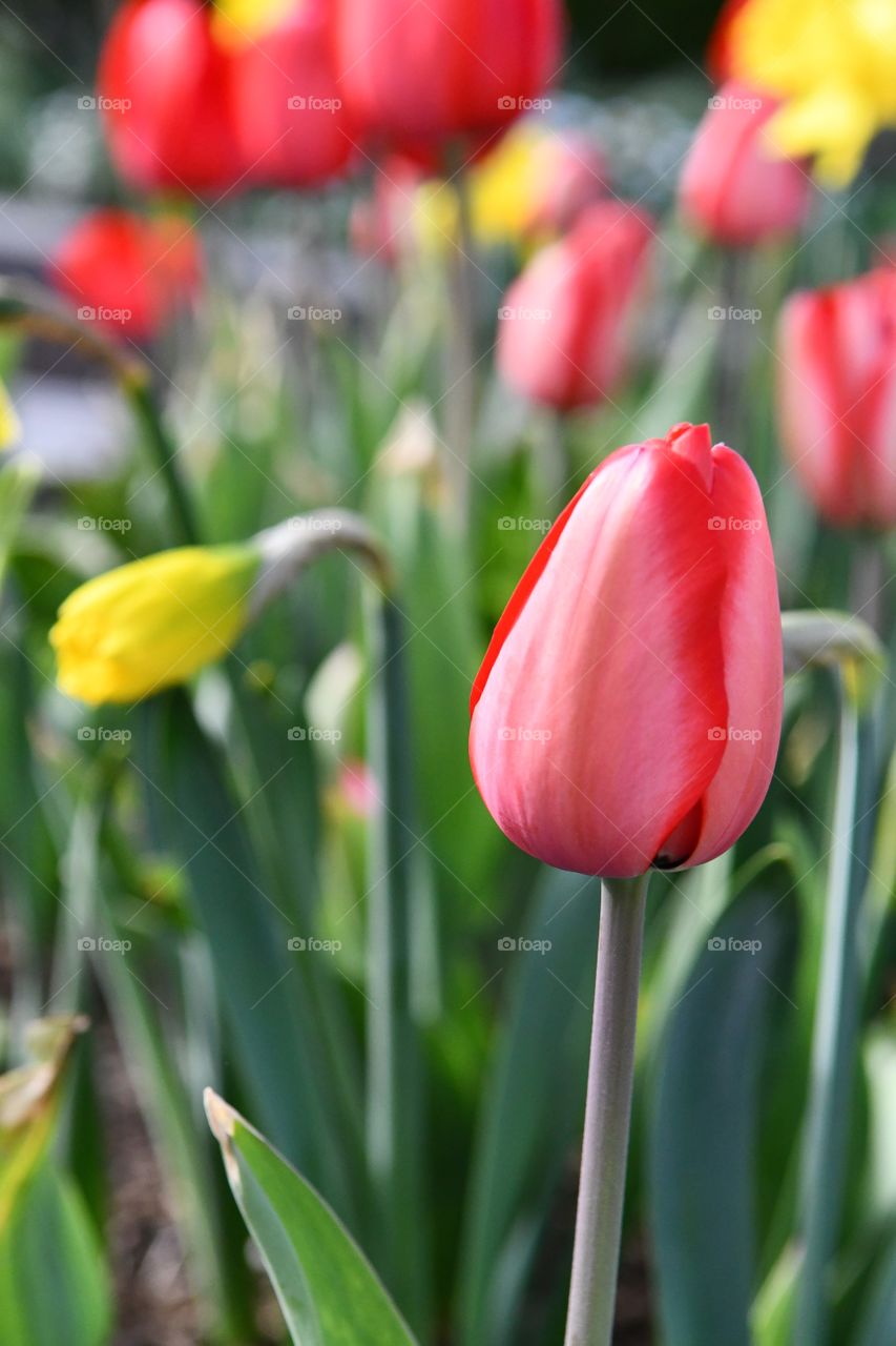 Spring tulips