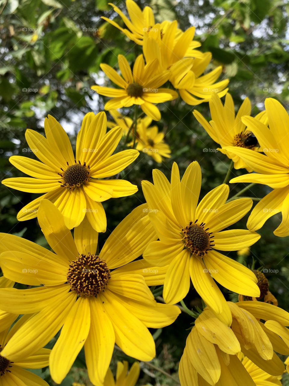 A bright yellow wild black-eyed Susan patch draws one’s eye in like bees to honey, lol! 